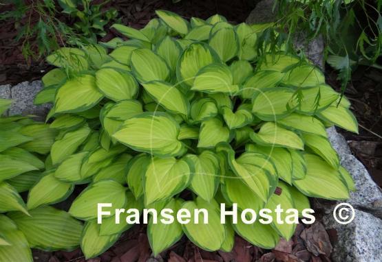 Hosta Emerald Tiara